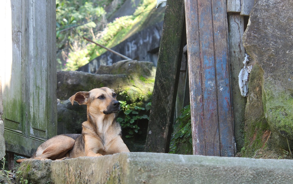 Cães e gatos pedem socorro nas favelas