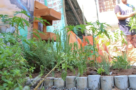 Hortas comunitárias mudam rotina de moradores em Salvador
