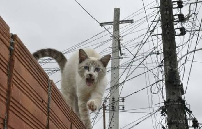 Gato elétrico aquele jeitinho indevido pra levar vantagem