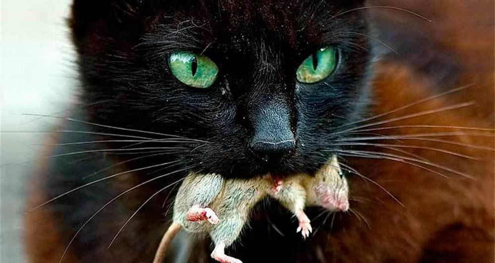 Quando o gato chega, os ratos se afugentam!