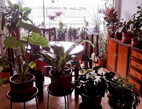 Hortoterapia: suavizar a mente cuidando de plantas na pandemia