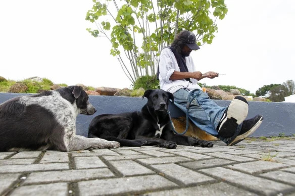 Cresce número de animais abandonados nas favelas de Curitiba