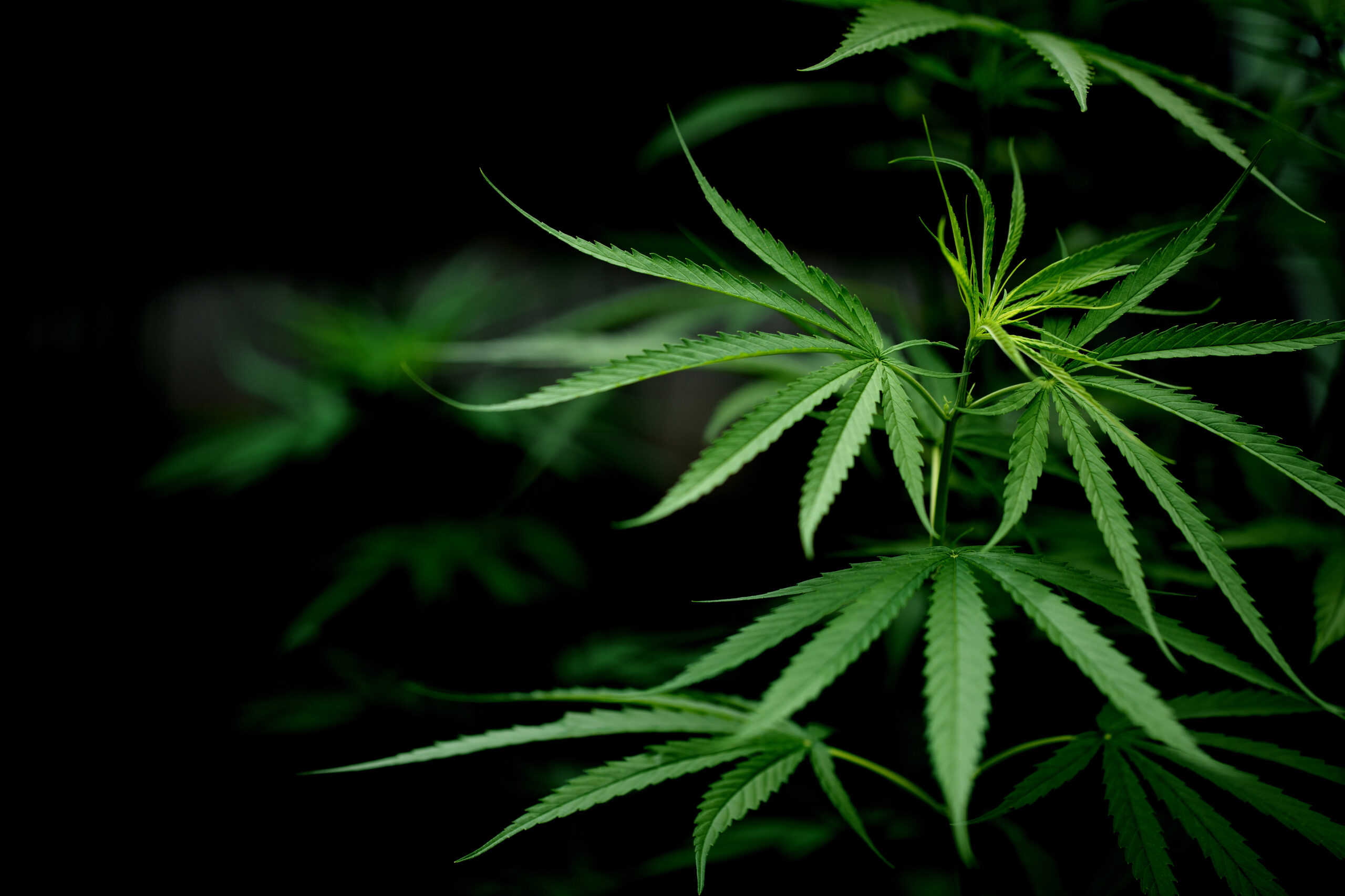 Uso medicinal da Cannabis: direito de todos, mas quem tem acesso?
