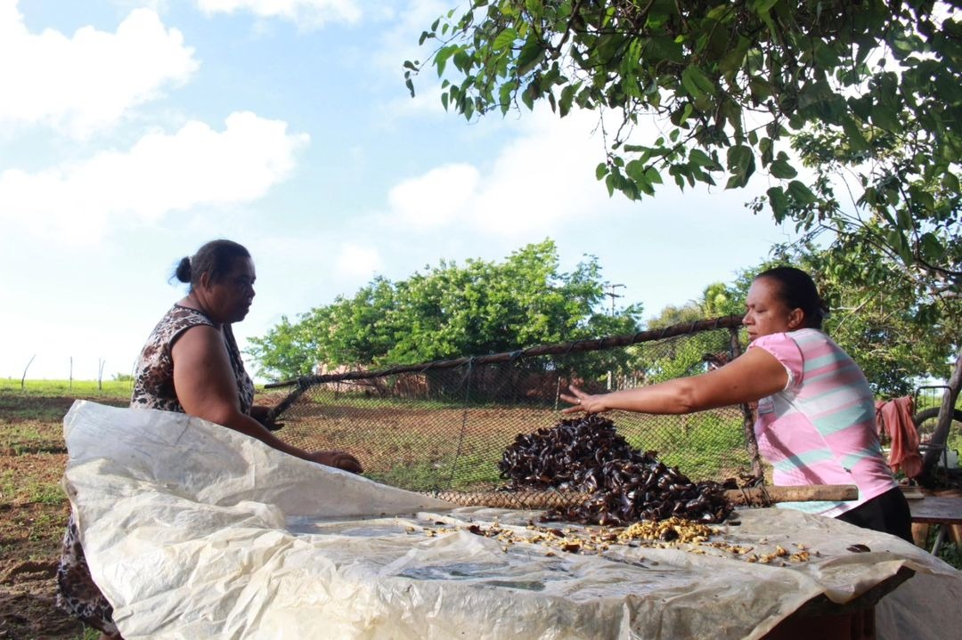 Projeto fortalece produção agroecológica de mulheres e Povos de Comunidades Tradicionais no Recife